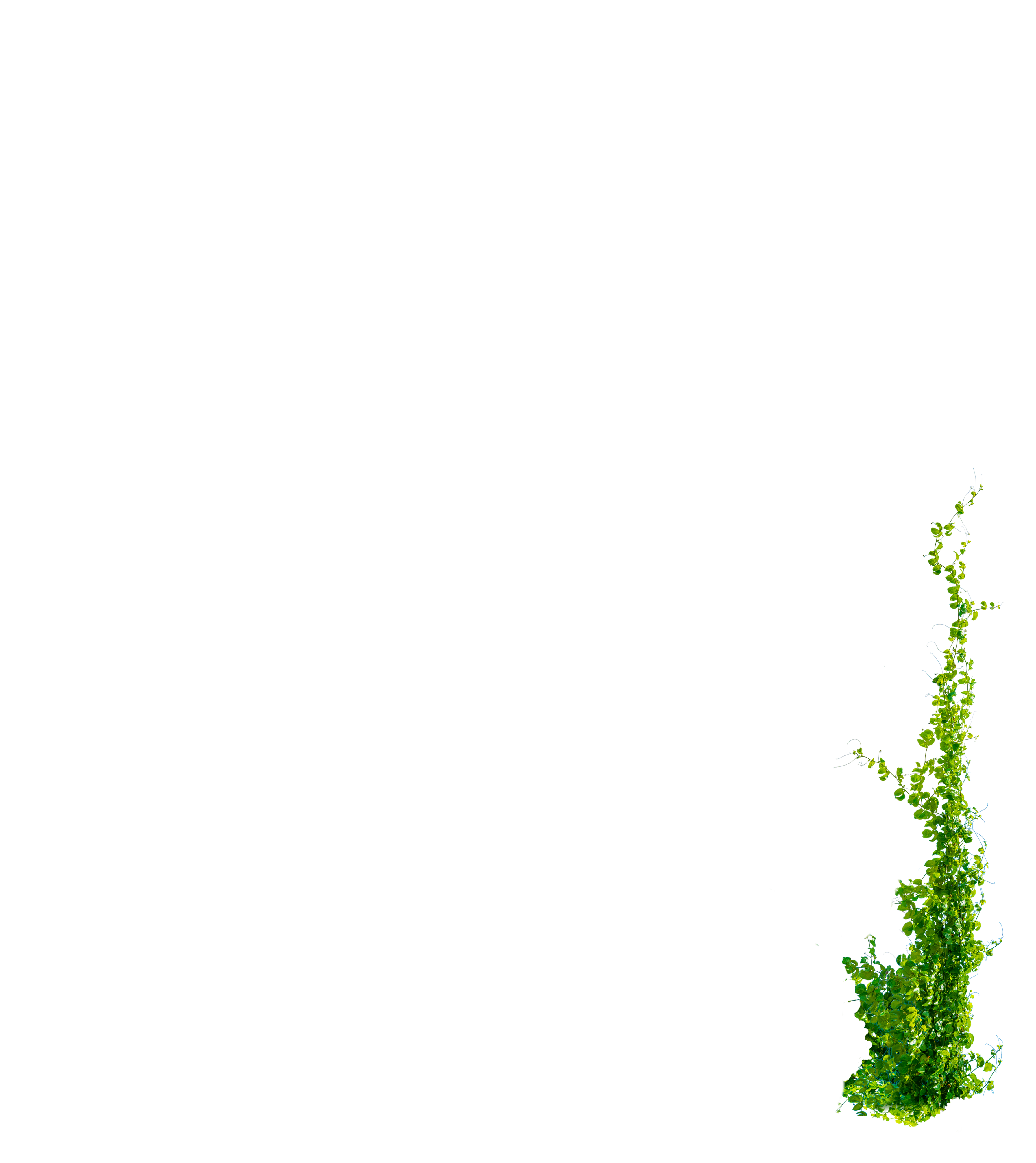 Illustration florale — poste jardiniers/horticulteurs